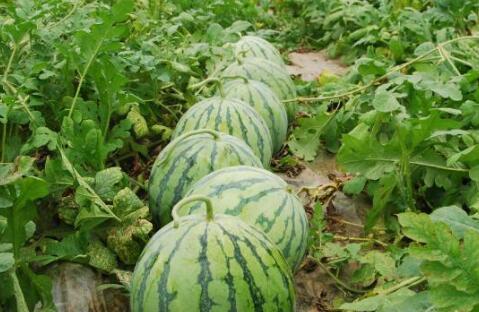 网红大瓜下载,下载背后的惊人真相